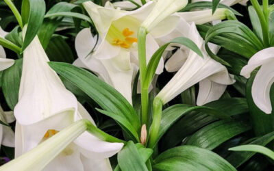 Why You Should Not Bring Easter Lilies Around Your Cat this Holiday