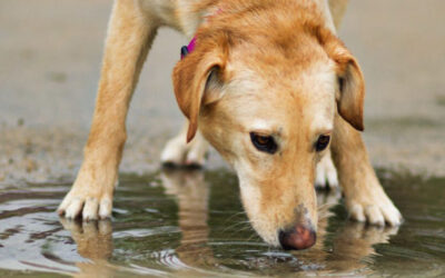 Why Your Dog Should Not Drink Out of Puddles