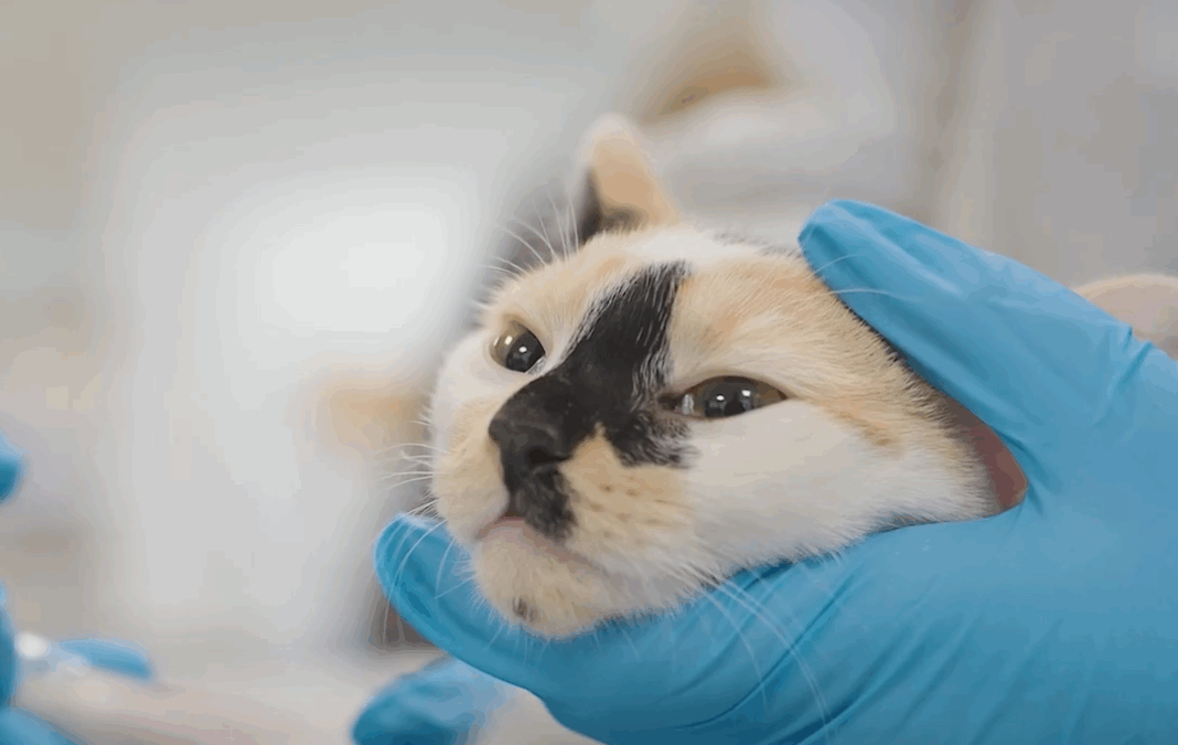 Cat Rushed to Urgent Care After Puncturing Leg: See What Happens Next