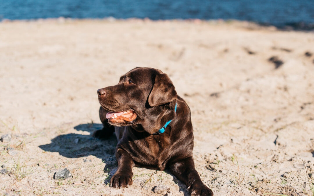Early Warning Signs of Heat Stroke in Pets
