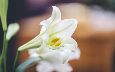 The Danger of Lilies: A Deadly Easter Flower for Cats