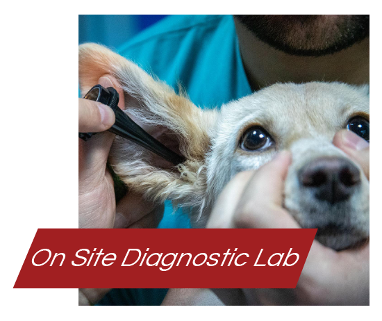 Diagnostic Lab Veterinary