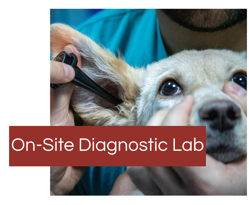 diagnostic labs for pets