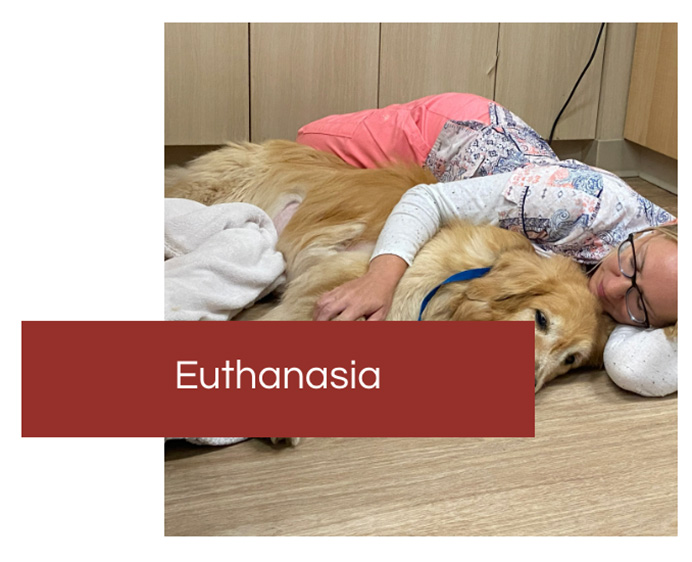 Veterinary euthanasia