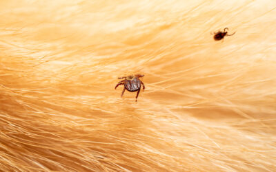 Tick Season in New England: When to Seek Care for Tick-Borne Illnesses
