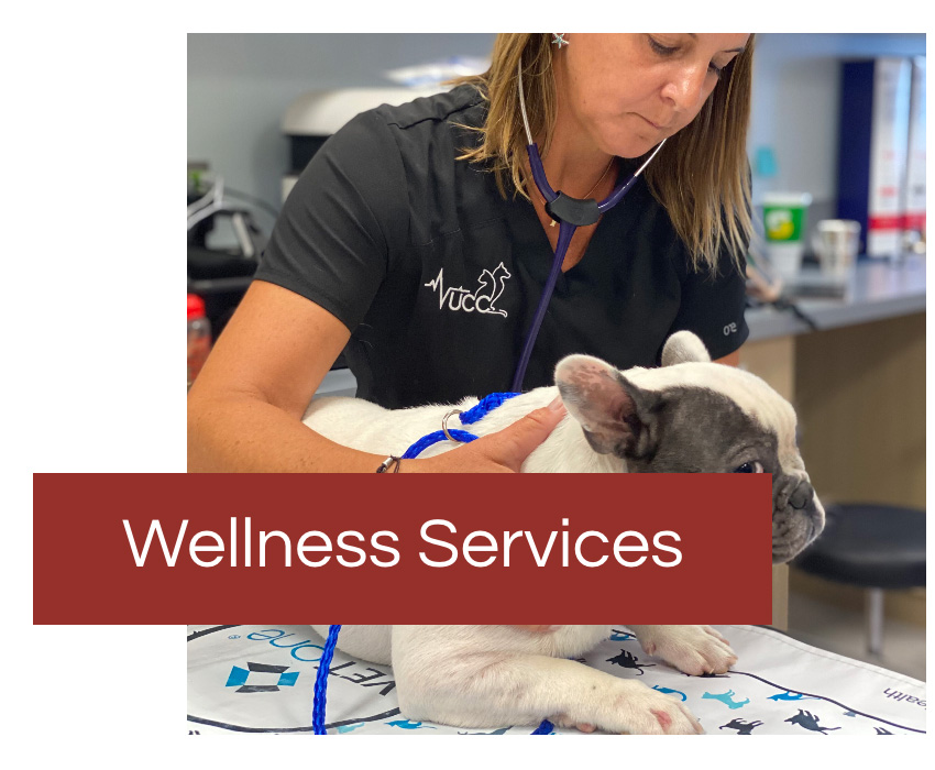 veterinary wellness services